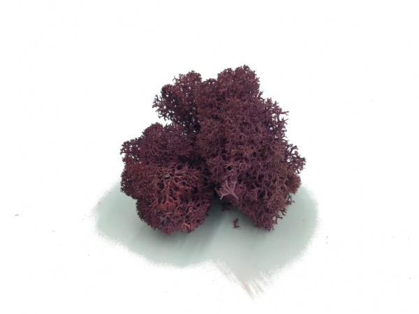 Reindeer Moss 5 kg Wholesale Box - Purified - Purple - Norwegian